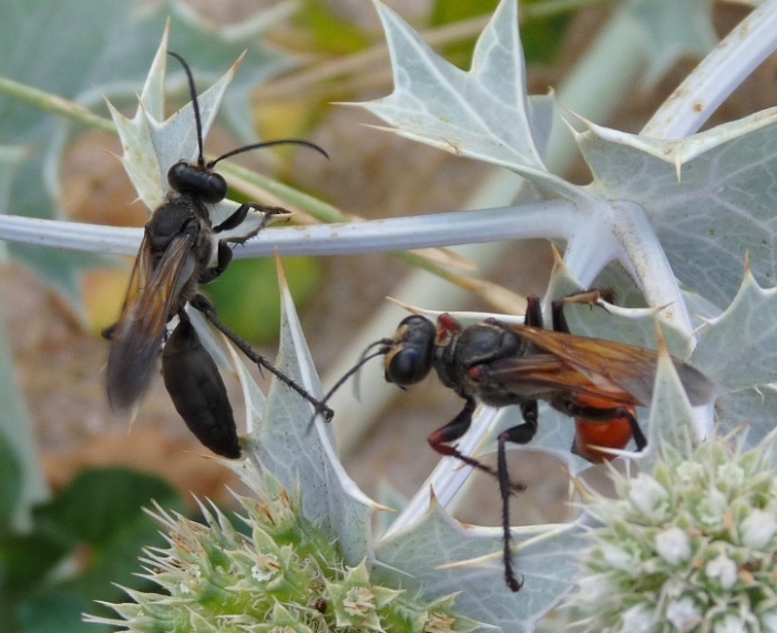 Sphex  flavipennis